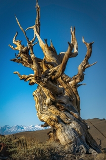 A - year old Bristlecone Pine tree in the White Mountain range in California The trees in this forest are the oldest on the planet 