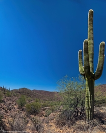 A  Year old Saguaro Cactus near Lake Pleasant AZ 