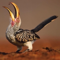 A Yellow-Billed Hornbill