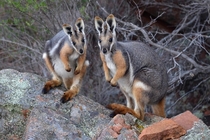 A yellow-footed rock wallaby and her joey from the Gawler Ranges National Park South Australia Photo credit to Kjell Hensen