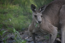 A yoked eastern grey kangaroo at Carnarvon National Park Queensland 