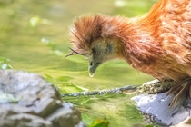 A young chicken drinking water 
