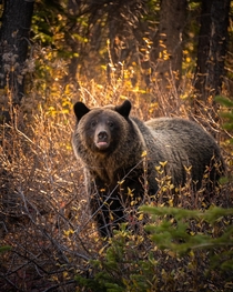 A Young Grizzly in Kananaskis