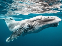A young humpback whale in the waters off Tonga Karim Iliya 