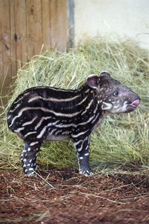 A young male tapir 