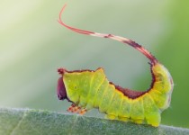 A young Puss Moth Caterpillar 