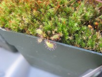 A young sprout from my narrow red leaf sundew Drosera Capensis 