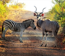 a Zebra and a Kudu enough said 