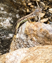 A zebra-tailed lizard displaying some impressive camouflage OC