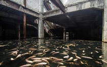 Abandon Aquarium x