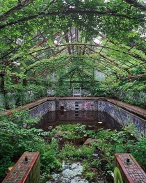Abandoned and overgrown pool at a mansion