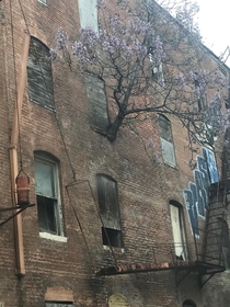 Abandoned Baltimore Row House