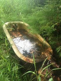 Abandoned Bathtub in the Woods of Northern Wisconsin 