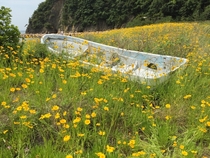 Abandoned boat on a little island off the coast of Japan
