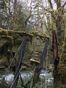 Abandoned bridge in rainforest WA state