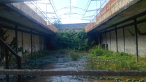 Abandoned building invaded by plants
