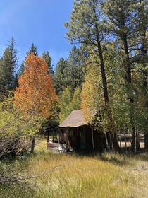 Abandoned cabin in the woods southwest Utah