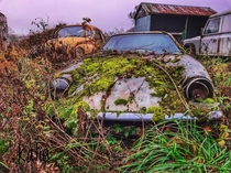 Abandoned classic cars