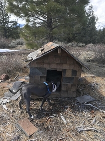 Abandoned Dog House Alpine County