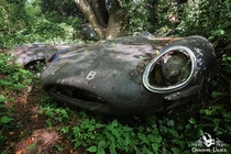 Abandoned E-Type Jaguars in England wwwobsidianurbexphotographycom 