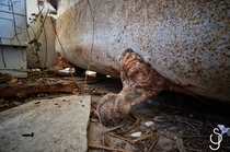 Abandoned historical Australian home rusting away