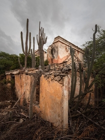 Abandoned home conquered by cactuses on the island of Bonaire