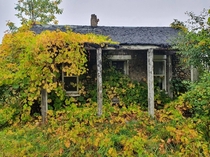 Abandoned house being consumed by wild grapes