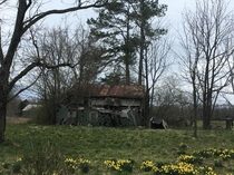 Abandoned house with daffodils