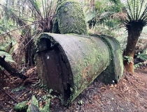 Abandoned steam boiler