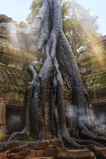 Abandoned Ta Prohm Temple Cambodia