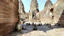 Abandoned Temple in Thailand overrun by Macaque Monkeys