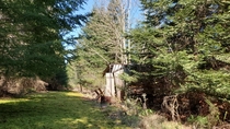 Abandoned Tin Shack on an Abandoned Asphalt Roadway  BC Canada