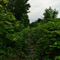 Abandoned train tracks in Snohomish Washington 