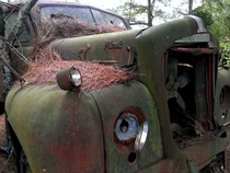 Abandoned Vintage Trucks in a Strip of Pines Near Windblow NC  Full album in comments