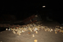 Abandoned warehouse full of rubber duckies Photo by Hoogs 