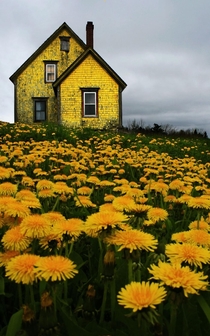 Abandoned Yellow House in Nova Scotia - Photo By Matt Madden