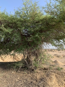Acacia arabica called Kikar here in Kirthar National Park Sindh Pakistan