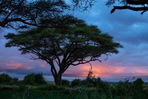 Acacia tree at sunrise in Amboseli Kenya 