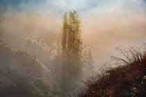 Accidental Albert Bierstadt Eucalyptus and carniforous tress cut shadows through morning fog and smoke from a nearby wildfire Verdugo Mtns CA  IG alexkendig