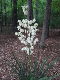 Adams needle and thread   a native of the American southeast is flowering now