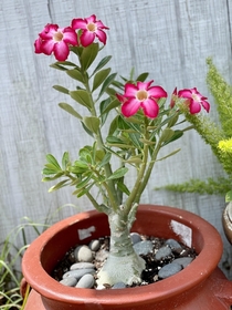 Adenium obesum Desert rose First bloom 