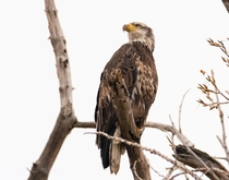 Adolescent Bald Eagle in the front range of Colorado