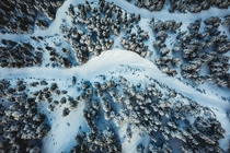 Aerial view of a pine forest in Vrachni Greece