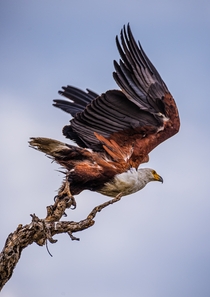 African fish eagle Zambia Photo credit to Birger Strahl