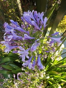 African lily Agapanthus africanus