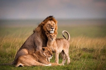 African Lion Panthera Leo King Family 