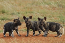 African Wild Dog Pups Lycaon pictus by Gus van Dyk 