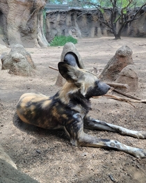 African Wild Dog - San Antonio zoo