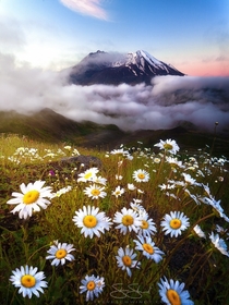 After sleeping in my car for the night the clouds parted right before sunrise allowing me to capture these beautiful daisies at Mount St Helens WA - full story in comments 