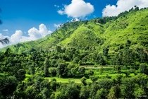 After the rains  Lush green Himalayan mountainside during monsoon season